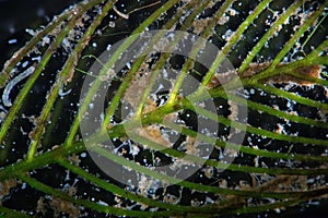 Freshwater algae watermilfoil Myriophyllum by microscope. Ciliates infusoria Stentor polymorphic protozoa microorganisms