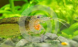 Freshwater Amano shrimp eating.