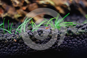 Freshwater amano shrimp on the soil in a plant aquascape