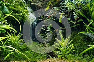 freshwater Amano style planted lava stone iwagumi aquadesign, vivid colors of bright LED light, aquatic plants professional care