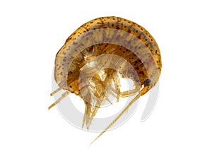 Freshwater amphipod or scud, Gammarus lacustris