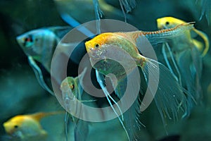 Freshwater angelfish