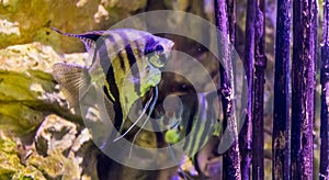 Freshwater angelfish with another angelfish in the background, popular aquarium pets, tropical fish from the amazon basin