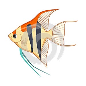Freshwater angelfish fish on a white background