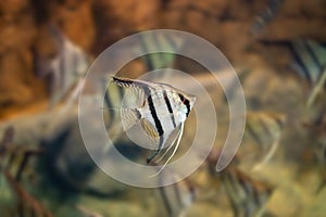 Freshwater Angelfish - Freshwater Fish