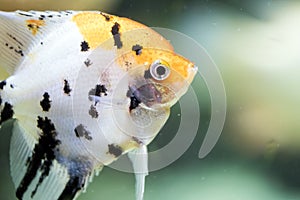 Freshwater angelfish or Marbled Angelfish that has a black white and yellow pattern