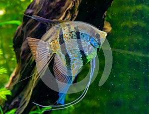 Freshwater angelfish in a pet store