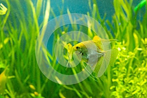 Freshwater angelfish swimming gracefully in a lush green planted aquarium