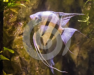 Freshwater angelfish, very popular fish in aquaculture, tropical fish from the amazon basin