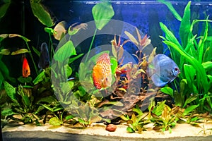 Freshwater aquarium