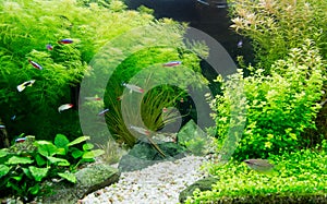 Freshwater aquarium