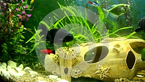 Freshwater aquarium with black fish.