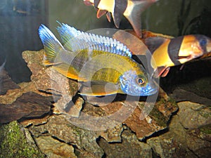 Freshwater Aquarium with Chichlids