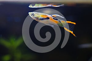 Freshwater aquarium dwarf fish Guppy endler, Poecilia wingei, bright adult male at water surface with its reflection in biotope