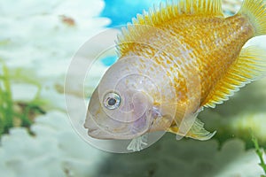 Freshwater aquarium fish, Cichlasoma severum, cichlid. Fish in the aquarium photo