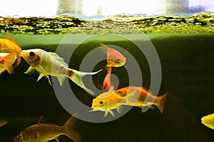 Freshwater aquarium fish, goldfish from Asia in aquarium, carassius auratus
