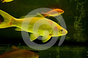 Freshwater aquarium fish, goldfish from Asia in aquarium, carassius auratus