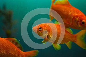 Freshwater aquarium fish, goldfish from Asia in aquarium, carassius auratus