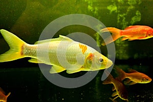 Freshwater aquarium fish, goldfish from Asia in aquarium, carassius auratus