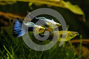 Freshwater aquarium fish - guppies.