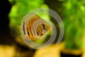 Freshwater aquarium fish in pet shop