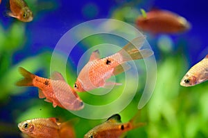 Freshwater aquarium fish - pet shop