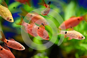 Freshwater aquarium fish - pet shop