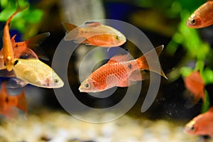 Freshwater aquarium fish - pet shop