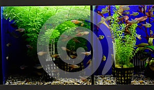 Freshwater aquarium fish - pet shop