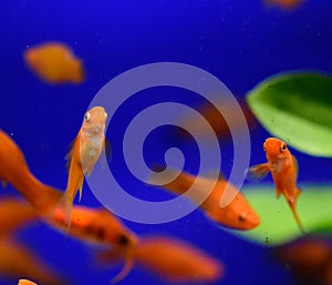 Freshwater aquarium fish - pet shop