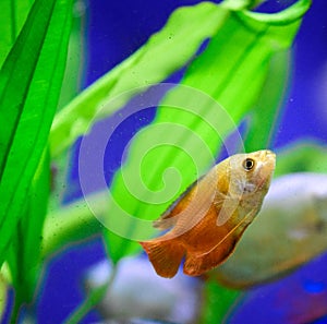 Freshwater aquarium fish - pet shop