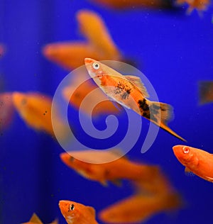 Freshwater aquarium fish - pet shop location