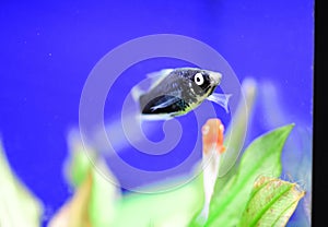 Freshwater aquarium fish - pet shop location