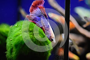 Freshwater aquarium fish - pet shop location