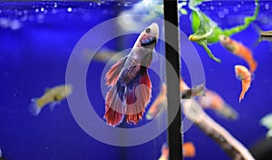 Freshwater aquarium fish - pet shop location