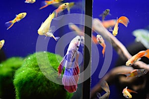 Freshwater aquarium fish - pet shop location