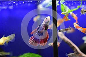 Freshwater aquarium fish - pet shop location