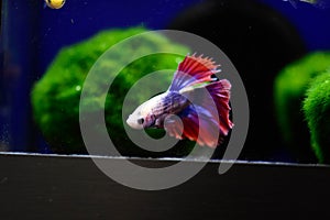 Freshwater aquarium fish - pet shop location