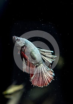 Freshwater aquarium fish - Siamese fighting fish