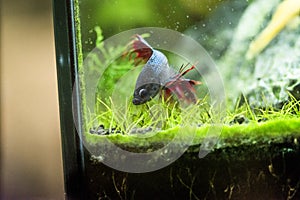 Freshwater aquarium fish - Siamese fighting fish