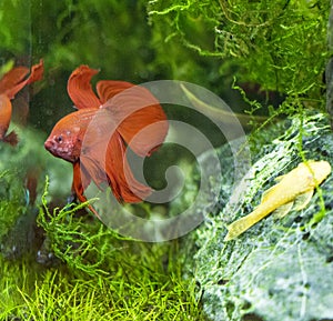 Freshwater aquarium fish - Siamese fighting fish