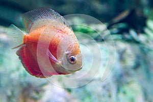 Freshwater aquarium fish symphysodon Discus or Symphysodon
