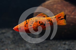 Freshwater aquarium fish. Xiphophorus. Red Swordtail. Bright orange color. Blurred dark background. Black spots