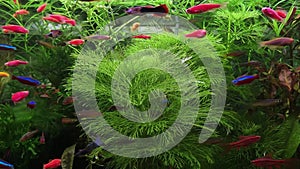 freshwater aquarium with green plants and more fish. Freshwater aquarium with a large flock of fish.