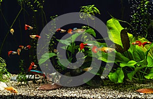 Freshwater aquarium with group of fancy guppies
