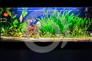 Freshwater aquarium tank