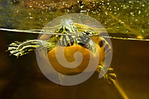 Freshwater aquarium turtle in pet shop