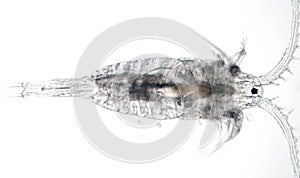 Freshwater aquatic crustacean zooplankton Copepod Diaptomidae photo
