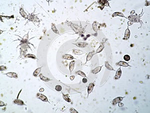 Freshwater aquatic plankton