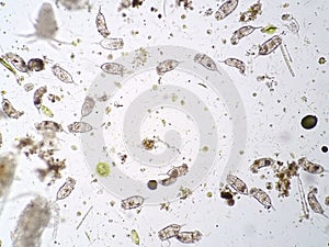 Freshwater aquatic plankton